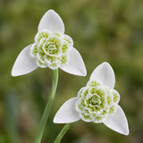 Moonstone Peridot Diamond Snowdrop Flower Earrings